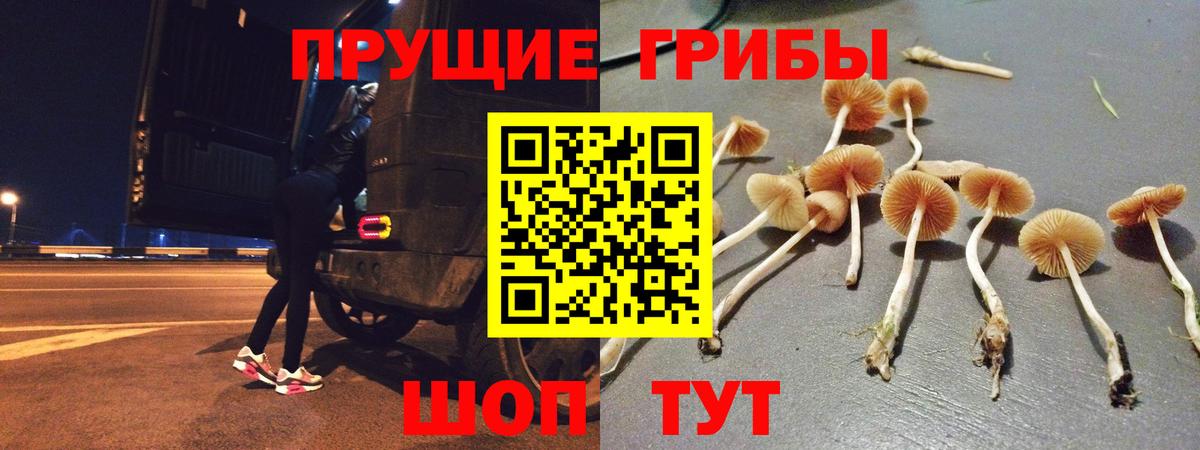 Галлюциногенные грибы Psilocybe Прохладный